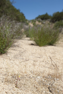 Hardham's evening-primrose (Camissoniopsis hardhamiae) in coarse, sandy soil. North of Highway 58, San Luis Obispo County, CA, 16 April 2013. Copyright © 2013 Chris Winchell. 